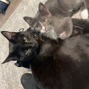 Meet your Posher, Anthony